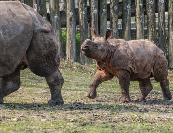 Már ismerkedik a külső kifutóval a Nyíregyházi Állatpark indiai páncélos orrszarvú bébije