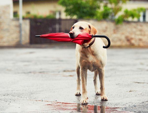 Elő az esőkabátokkal és esernyőkkel! – Szeles, csapadékos idő várható a hétvégén