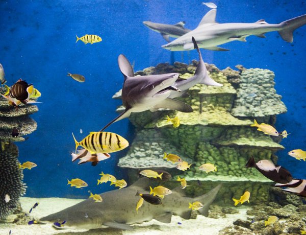 Nyíregyházán a világ vezető tengerbiológusai - Cápabefogás is lesz