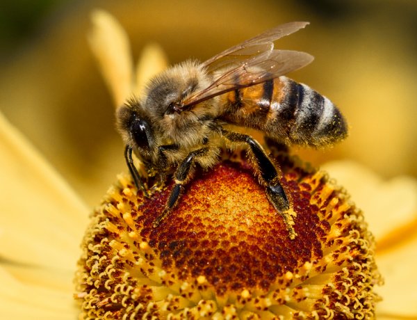 Vigyázzunk a méhekre! - Ebben az időszakban kiemelten fontos a méhek védelme!