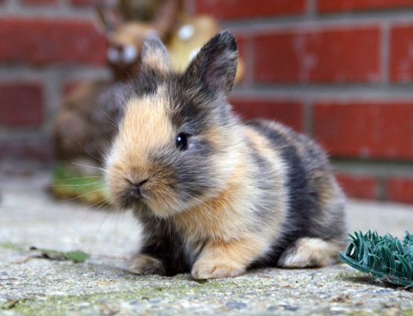 Szaktanácsadás hétfőn az állatparkban - Tippeket kaphatnak a helyes nyúltartásról