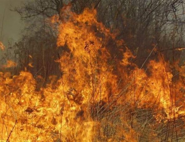 Több mint tíz hektáron égett az erdő aljnövényzete - A szél nem kedvezett az oltásnak