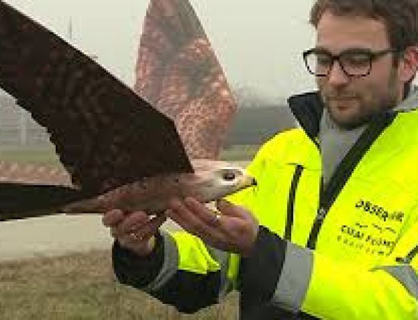 Jönnek a madárdrónok -  Íme a drónok új generációja          