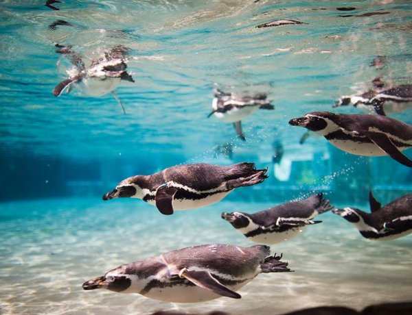 Ma van a Pingvinek Világnapja – A Nyíregyházi Állatpark fotóitól mi is elolvadtunk!