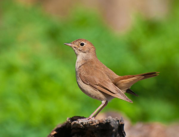 Hazatérnek Afrikából a fülemülék – Ismét útjára indul a „Fülemülék éjszakája” 