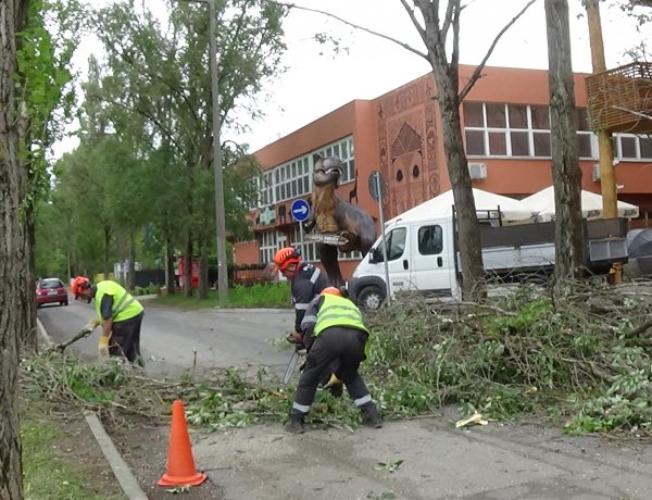 Már csak a T-Rex jelent veszélyt – Balesetveszélyes fákat vágtak ki Sóstón