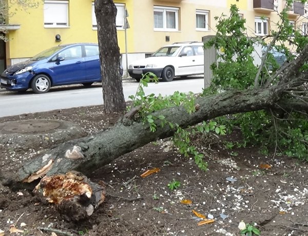 Fát tört egy jármű az Arany János utcán, majd elhagyta a helyszínt