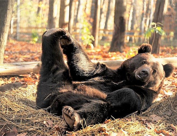 Nemzetközi Medve Nap - Happy Bears Day a Nyíregyházi Állatparkban