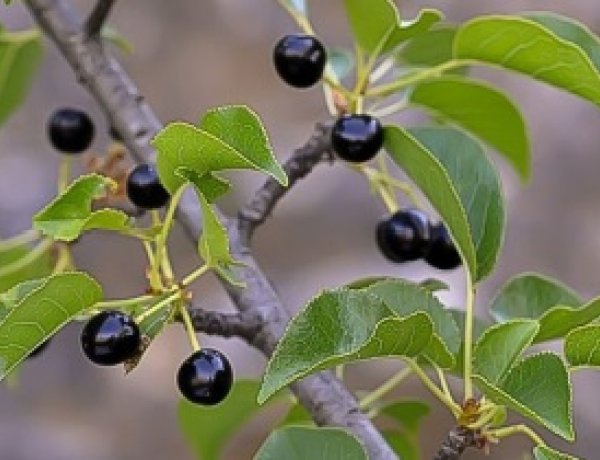 Madarak és fák napja a Nyíregyházi Egyetem Tuzson János Botanikus Kertjében