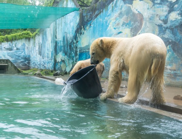 A jegesmedvék haltortából is lakomázhattak a Nyíregyházi Állatparkban – Videóval!