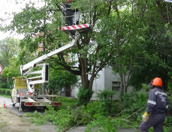 Favágási munkálatokat végeztek az Erdő soron, forgalomkorlátozás volt érvényben