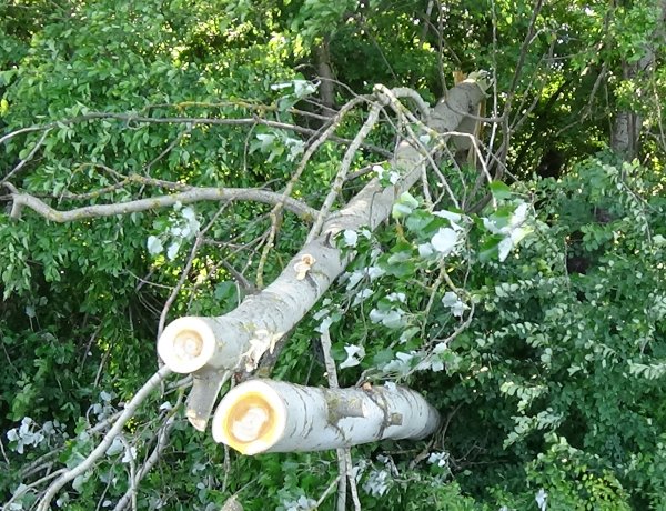 Kedden is adtak munkát bőven a viharos szél okozta károk Szabolcs megyében