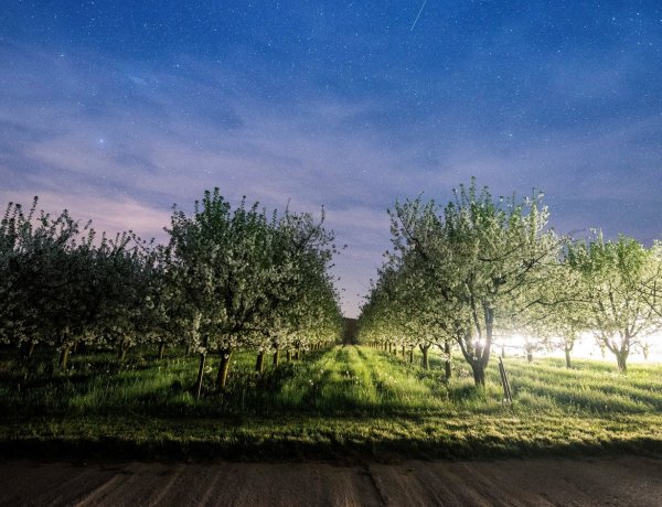 Jót tett a csapadékos idő a kertészeteknek és a gyümölcsösöknek