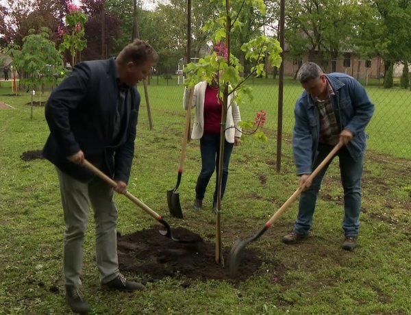 Mandabokorban és Butykán folytatódott a nagyszabású fásítási program