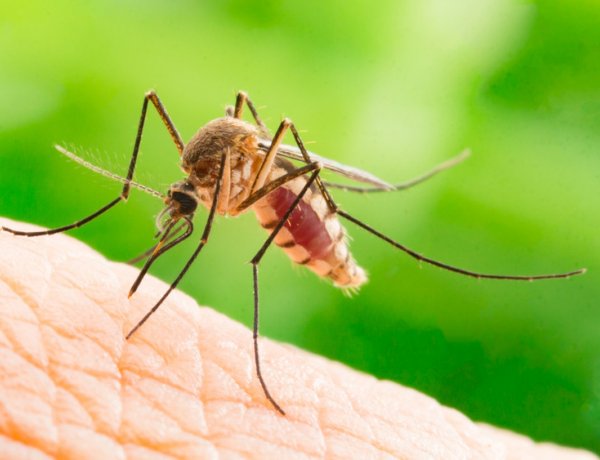 Szúnyogirtással kezdődik a következő hét a város több közterületén is