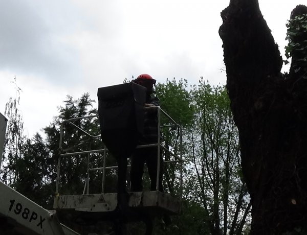Vágják a balesetveszélyes ágakat és fákat az Északi Temetőben
