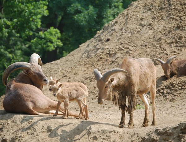 Állati hírek! – Nyolc újabb gida erősíti a Nyíregyházi Állatpark sörényes juh csapatát