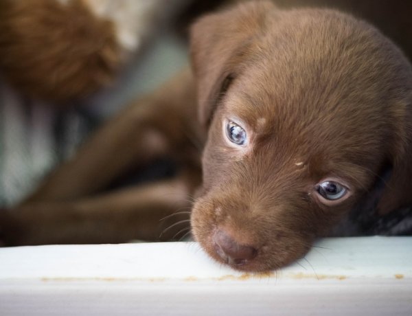 Rendkívüli örökbefogadó napot tart a Nyíregyházi Állategészségügyi Telep május 31-én