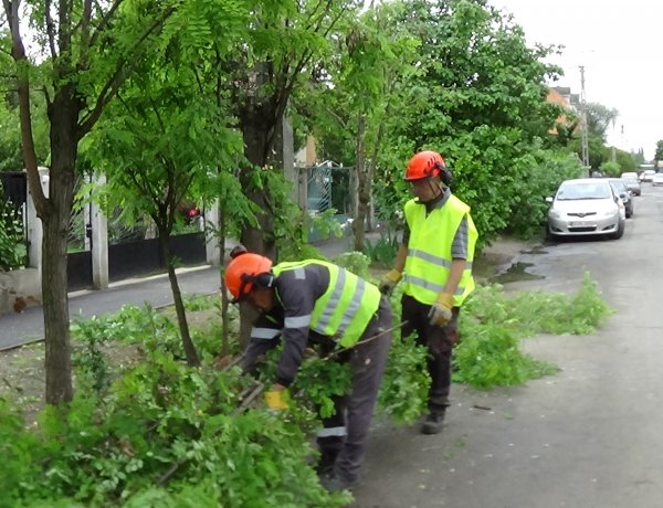 Faápolási munkálatokat végeztek a NYÍRVV szakemberei a Moszkva utcán