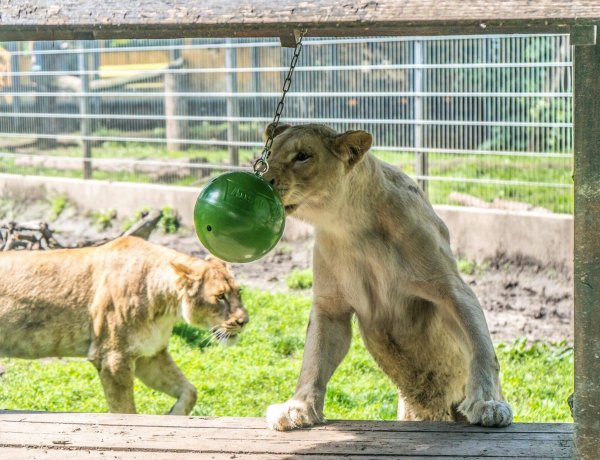 Gyereknapi ajándéközön a Nyíregyházi Állatparkban – Az E.ON és az állatpark együttműködése
