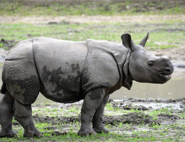 8 hónapos, de már 300 kilót nyom a Nyíregyházi Állatpark indiai páncélos orrszarvú bébije