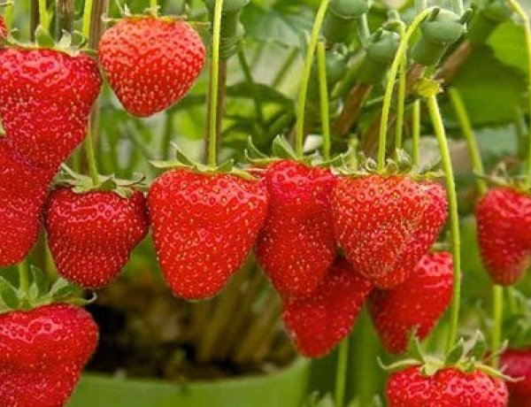 Jelentős kárt tett az eső a szabadföldi szamócatermésben - Emelkedhet az ára