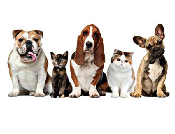 Június hónaptól elkezdődik az ebek összeírása - Ki kell tölteni az ebösszeíró adatlapokat