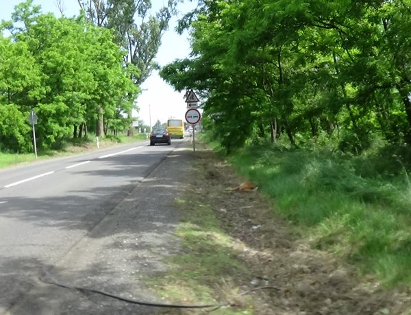 Mára virradóra a 4-es főúton Nyírpazony külterületén egy elgázolt őzbakot találtak