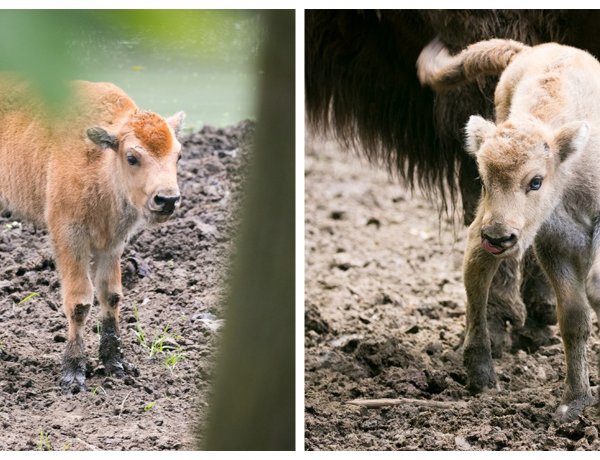 Egyedülálló az országban! – Bölényborjak születtek a Nyíregyházi Állatparkban