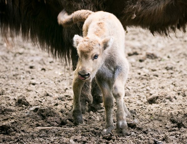 Nagy az öröm a Nyíregyházi Állatparkban - Két bölénybébi született egy héten belül