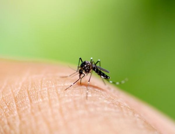 Katasztrófavédelem – Átmenetileg szünetel a légi szúnyoggyérítés a hőség miatt