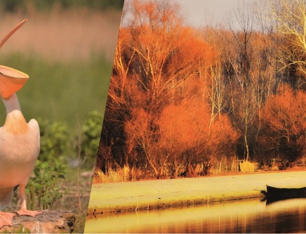 A Duna-delta természetvilága - fotókiállítás a Jósa András Múzeumban