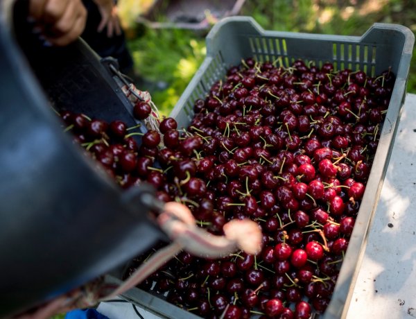 Duplájára is nőhet a meggy ára – Részletekért olvasson tovább!