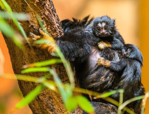 Elolvadtunk! – Aranykezű tamarinok születettek a Nyíregyházi Állatparkban