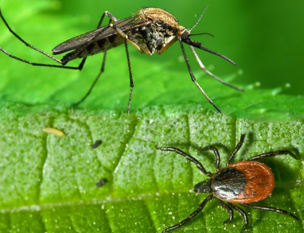 Szúnyogok és kullancsok?! Kiderül, hogyan hatásos a vérszívók elleni védekezés