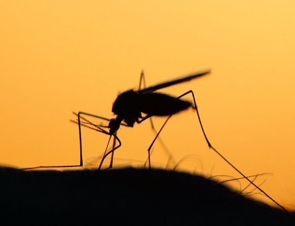 Az éjszakai és a hajnali órákban, 23 és 5 óra között irtják a szúró-csípő rovarokat