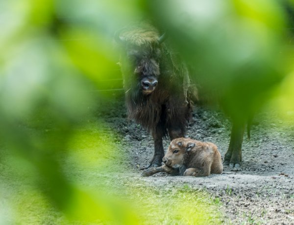 Videó! – Ha kíváncsi a Nyíregyházi Állatpark kis bölényének első lépéseire, kattintson!