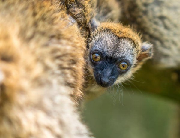 Sárgaszakállas maki született a Nyíregyházi Állatparkban – Mi elolvadtunk!