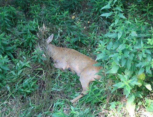 Őzet gázoltak Nyírjestanyánál – A vad túlélte az esetet, lábsérüléssel „megúszta”