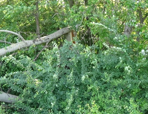 Viharkárok – Még mindig adnak munkát a csütörtöki vihar által okozott károk a megyében