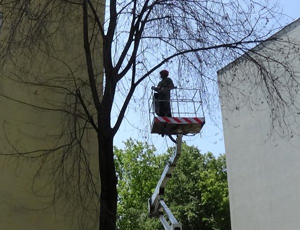 Balesetveszélyes fát vágtak ki a NYÍRVV munkatársai az Etel közben