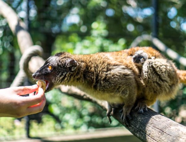 Ön tudja, milyen hangot ad egy Mayotte maki? A Nyíregyházi Állatpark videójából kiderül!