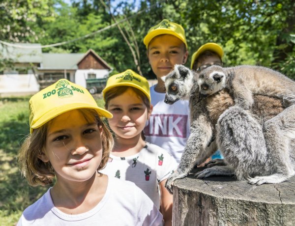 Egy hely, ahonnan minden gyerek felejthetetlen élményekkel távozik! Íme, a Zoo-Suli!