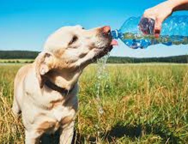 Így vigyázzunk kedvenceinkre a hőségben – Suller Gergő tanácsai a Sziesztában