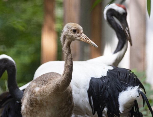 Ritka darufióka látogatható a Nyíregyházi Állatparkban! Az apróság nem is olyan kicsi!