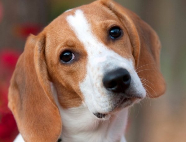 Szalmonella szennyezettség miatt hív vissza kutyaeledelt a Fressnapf üzletlánc