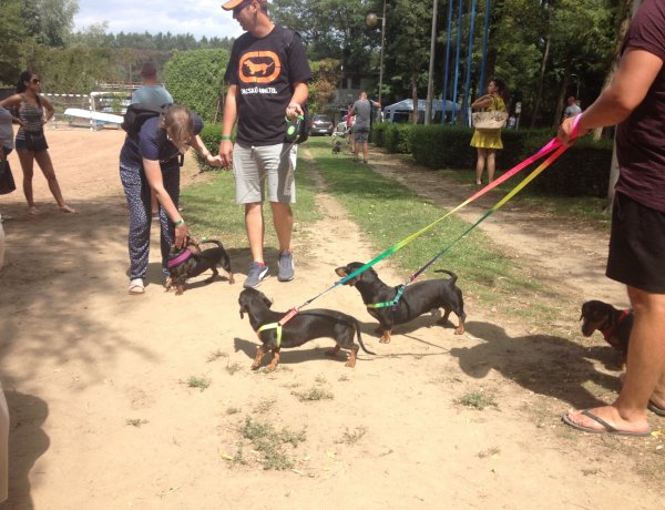 Tacskó Találkozó lesz Nyíregyházán! A legszebb és a leghosszabb tacsit is keresik majd!