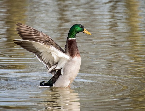 Egy évvel ezelőtt több madár is elpusztult a Bujtosi tónál. Ne etessék a vízimadarakat!