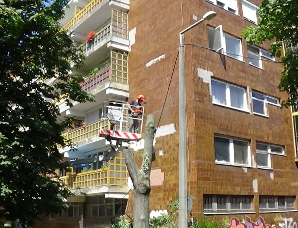 Áramkimaradást okozott több fa gyökérzete a Kürt utcán, eltávolítják őket