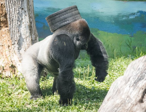 Bubu kedvence a gumiabroncs – Újabb játékkal gazdagodott a Nyíregyházi Állatpark gorillája